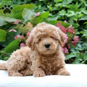 Duke F1B, Mini Goldendoodle Puppy